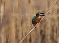 CAN I EAT THIS by Malcoln Neal