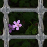CAPTIVE BEAUTY by Alan Carr