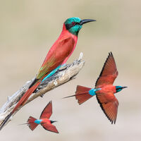 CARMINE BEE-EATERS by Neil Partridge