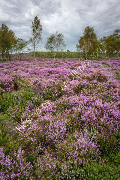 CARPET OF HEATHER, SURPRISE VIEW by Mike Arblaster