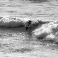 CATCHING A WAVE by Wayne Churchill