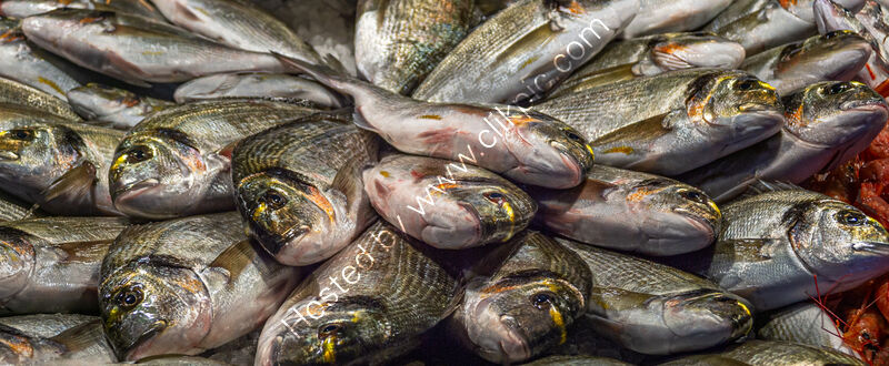 CATCH OF THE DAY by Dave Boardman