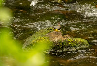 CATCH THE HATCH by Chris Nightingale