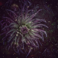 CATHERINE WHEEL by Sam Ruth