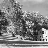 CHATSWORTH TREES INFRA RED by Stanley Annable
