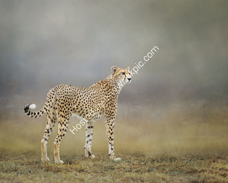 CHEETAH EARLY MORNING by Michelle Jackson