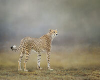 CHEETAH EARLY MORNING by Michelle Jackson