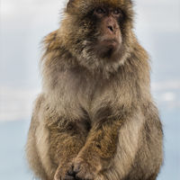 CHILLIN AT THE TOP OF THE ROCK by Brenda Howard