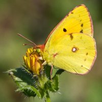 CLOUDED YELLOW