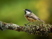 COAL TIT by Neil Partridge