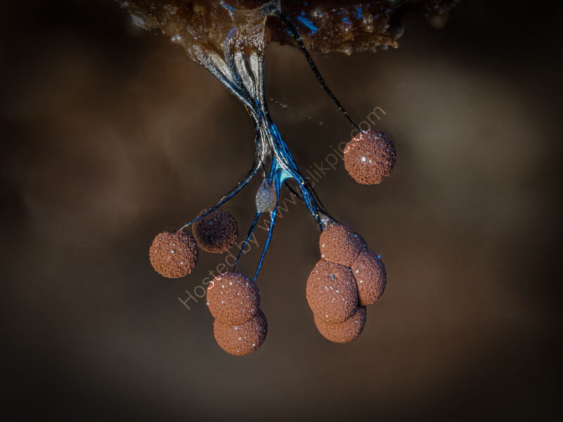 COMATRICHIA SP SLIME MOULD by Chris Jackson