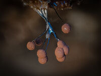 COMATRICHIA SP SLIME MOULD by Chris Jackson