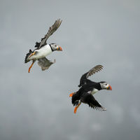 COMING INTO LAND by Christine Maughan