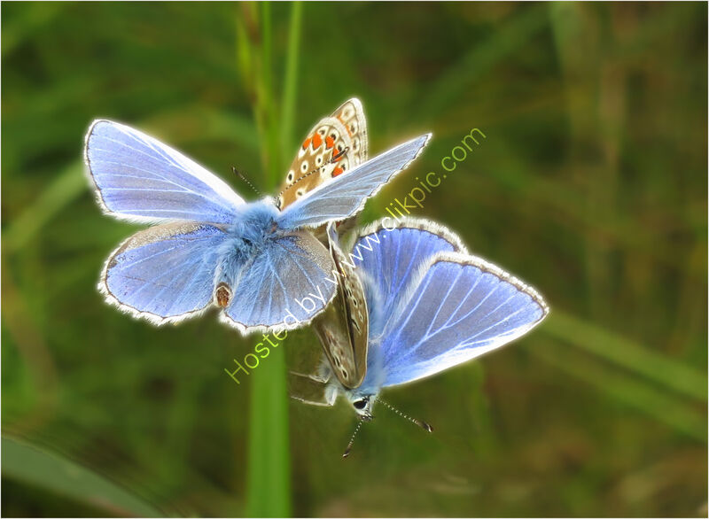 COMMON BLUE BUTTERFLIES by Susan Swain