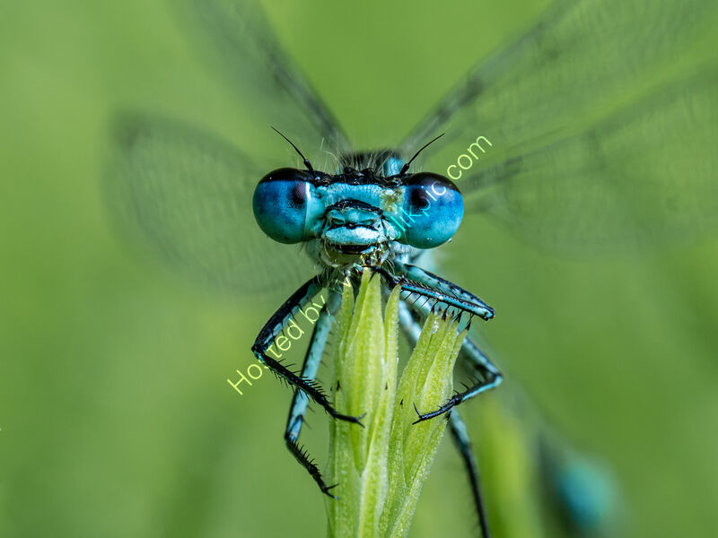 COMMON BLUE DAMSELFLY by Chris Jackson