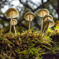 COMMON BONNET by Mark Constable