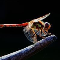 COMMON DARTER ON THE LOOKOUT by Jim Connolly