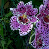CONTOURED ORCHIDS by Peter Dishart