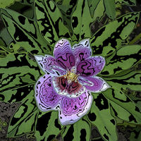 CONTOURED ORCHID by Peter Dishart