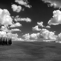 COPSE & CLOUDS, TUSCANY by Ashley Franklin
