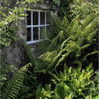 COTTAGE WINDOW by Sue Swain