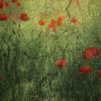 CRACKED POPPIES by Sam Ruth