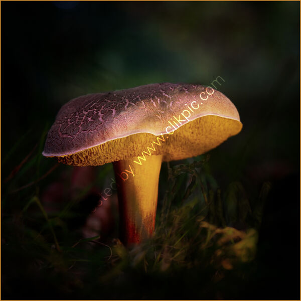 CRACKLED FUNGUS by Phil Robinson