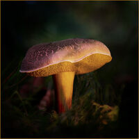 CRACKLED FUNGUS by Phil Robinson