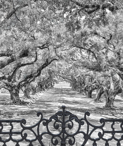 CREOLE PLANTATION, LOUISIANA by Tony Barker