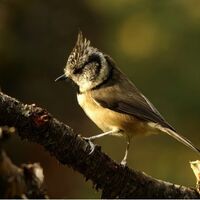 CRESTED TIT by Ian Humphries