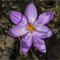 CROCUS by Mick Smith
