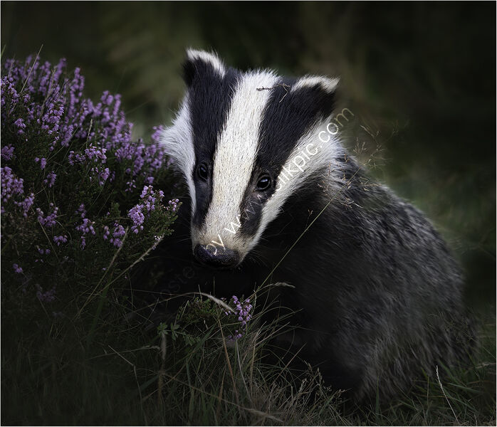CUB LOOKING CUTE IN HEATHER by Chris Greaves