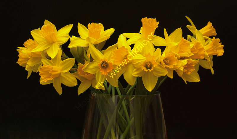 DAFFODILS by Dave James