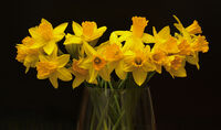 DAFFODILS by Dave James