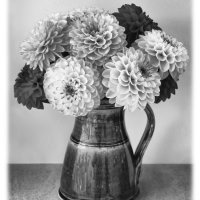 DAHLIAS by Sue Swain