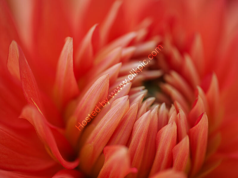 DAHLIA - CHLEO LANE by Chris Jackson
