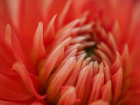 DAHLIA - CHLEO LANE by Chris Jackson
