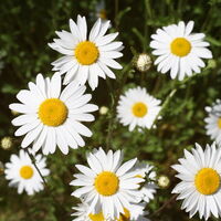 DAISY DAY by Marlon Richards