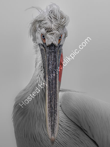DALMATIAN PELICAN by Chris Jackson