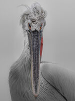 DALMATIAN PELICAN by Chris Jackson