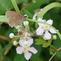 DAMAGED RINGLET by Malcolm Neal