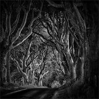 DARK HEDGES by Roger Fountain