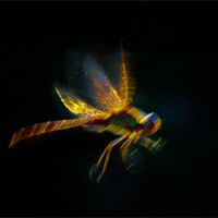 DARTING OFF by Jim Connolly