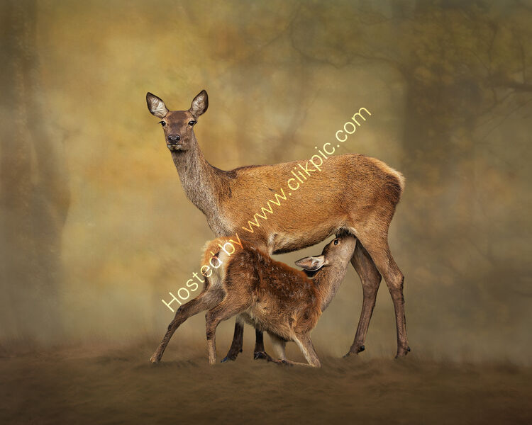 DAWNS GENTLE EMBRACE by Michelle Jackson