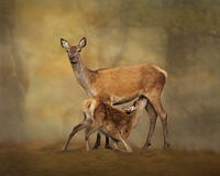 DAWN'S GENTLE EMBRACE by Michelle Jackson