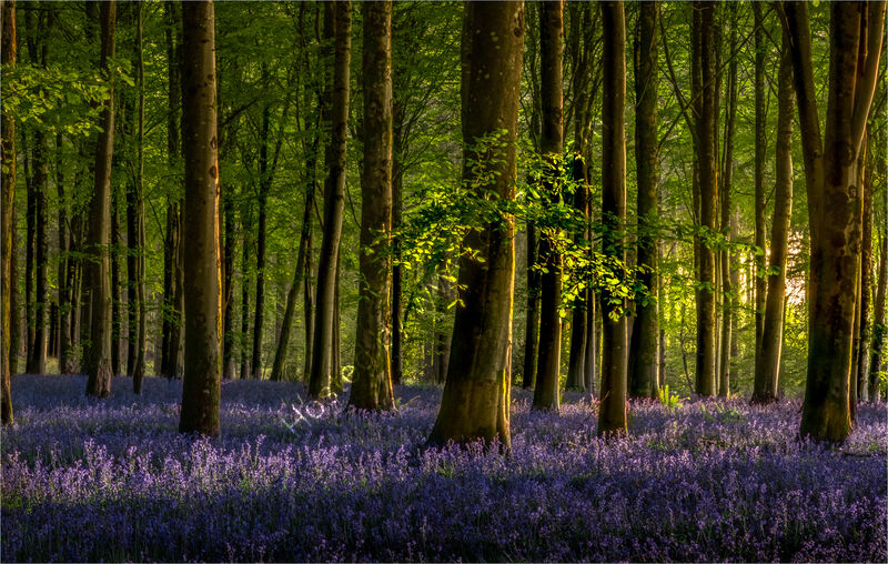 DAYBREAK IN THE BLUEBELL WOOD by Neil Partridge