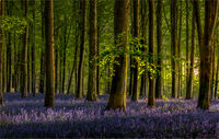 DAYBREAK IN THE BLUEBELL WOOD by Neil Partridge