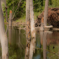 DEAD TREES IN A LIVING LAKE by Jack Boyd