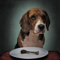 DEEFA DOG by Simon Palmer