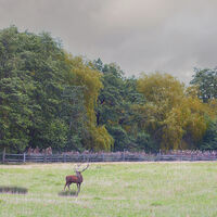DEER By Wayne Churchill